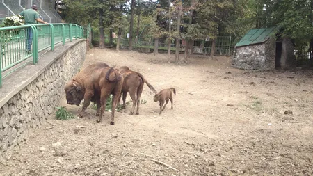 Grădina Zoologică din Reşiţa are un nou membru. S-a născut primul zimbru în captivitate