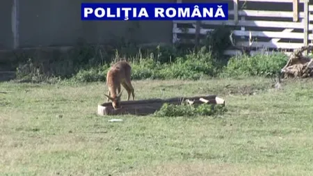 Grădină zoologică ilegală în curtea unei case. Proprietarul s-a ales cu dosar penal VIDEO