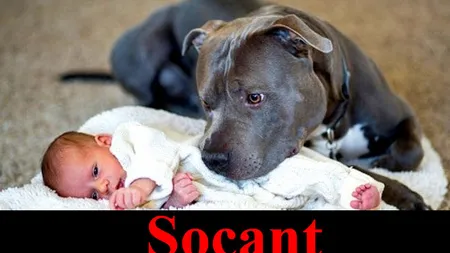 Şocant! Nu şi-a ascultat soţul şi a lăsat copilul lângă pitbull. Iată ce s-a întâmplat