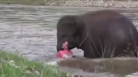 Un elefant a salvat un om de la înec. Imaginile te vor lăsa fără cuvinte VIDEO