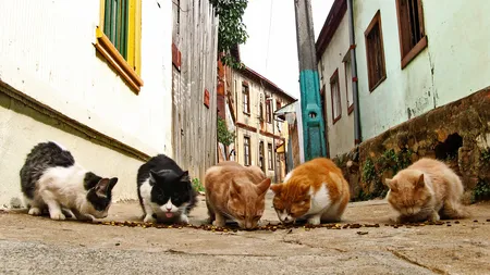 AMENZI USTURĂTOARE pentru hrănirea animalelor pe stradă