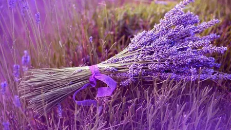 Ţine aceste plante în dormitor şi vei scăpa de insomnie