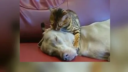 Filmuleţul care dovedeşte că pisicile şi câinii sunt prieteni buni VIDEO