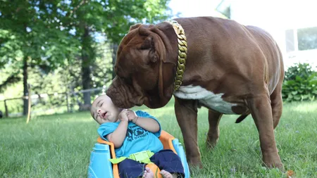 Cel mai mare pitbull din lume cântăreşte peste 75 de kilograme şi este dădaca perfectă pentru bebeluşul familiei