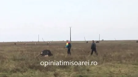 Cruzime înfiorătoare în Timiş. Mai multe animale, MĂCELĂRITE de un individ