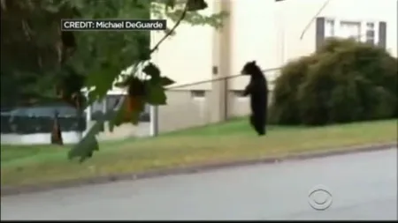 Scandal în New Jersey după ce un urs, devenit mascota oraşului, a fost ucis de un vânător