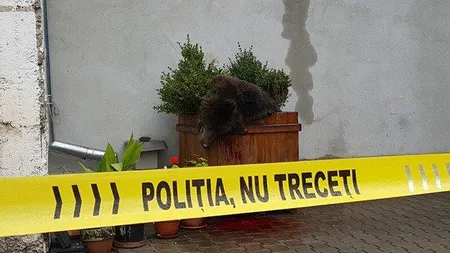 SCANDAL pe uciderea unui pui de urs la Sibiu. Ministerul Mediului: Nu s-a solicitat derogarea de împuşcare