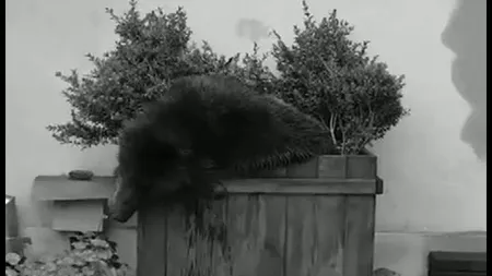IMAGINI NOI cu ursul din Sibiu. Animalul a atacat o femeie şi a forţat intrarea unei bănci, înainte de a fi împuşcat VIDEO