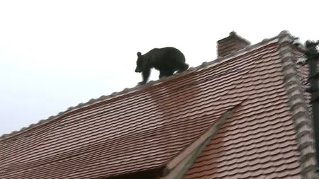 Dosarul ursului împuşcat la Sibiu a fost mutat la Curtea de Apel Alba Iulia