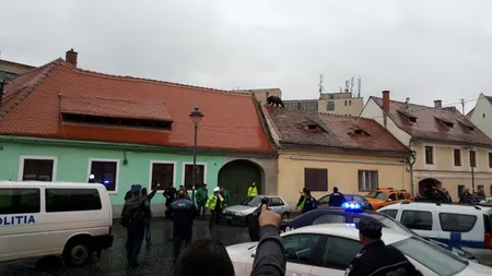 O asociaţie din Bucureşti anunţă organizarea unui protest la Sibiu, în numele ursului ucis