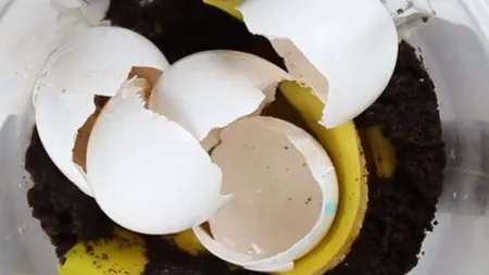 A pus ouă, coji de banană şi zaţ de cafea în blender. Ce a făcut apoi cu pasta e uimitor