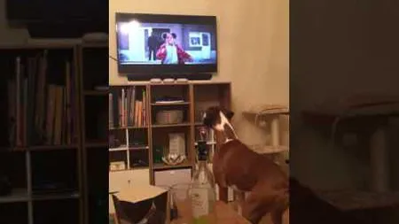 Cel mai adorabil câine. Sare ca în reclame, în faţa televizorului VIDEO