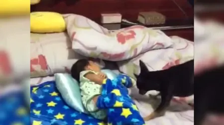 Cel mai bun prieten. Un câine face senzaţie cu grija pe care i-o poartă unui copil VIDEO