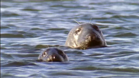 Două foci noi au fost aduse la Delfinariul din Constanţa. Ambele au fost născute anul acesta