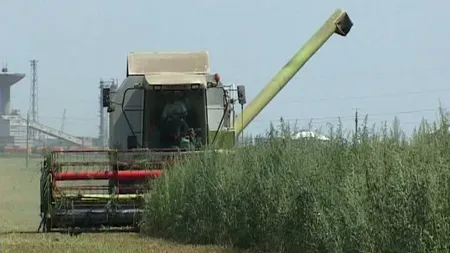 Zone agricole din Dobrogea şi Crişana, afectate de secetă