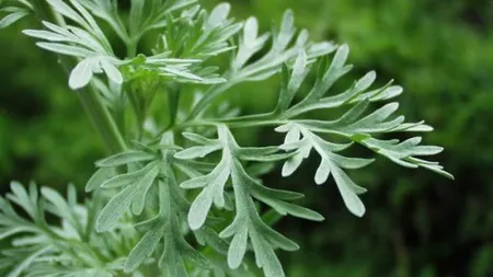 Când devine TOXIC pelinul, planta care tratează cancerul