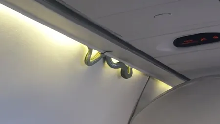 Panică printre pasagerii unui avion, în Mexic. În timpul zborului din tavan a apărut un şarpe VIDEO