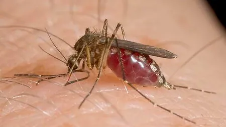 ALERTĂ MEDICALĂ Încă un român a MURIT din cauza virusului West Nile. Numărul deceselor a ajuns la 11 în acest sezon