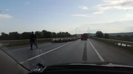 ACCIDENT pe Autostrada Soarelui. Traficul a fost DEVIAT. Un bărbat care mâna o turmă de animale a fost lovit de o maşină UPDATE