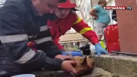 Noi detalii despre căţelul salvat de pompierul erou: Am sunat la adăpost şi nu sunt veşti foarte bune