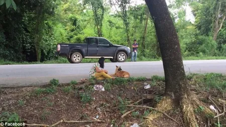 Timp de un an şi-a aşteptat stăpânii. Aşteptarea a luat sfârşit când a fost călcat de o maşină