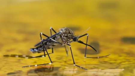 Alertă în Brazilia faţă de extinderea febrei galbene. Au fost înregistrate peste 40 de decese în mai puţin de două luni