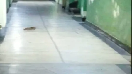 Imagini şocante într-o secţie de poliţie. Şobolanii se plimbă nestingheriţi pe holurile instituţiei VIDEO