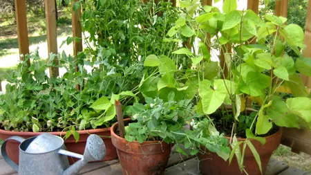 Cum să creşti legume în casă