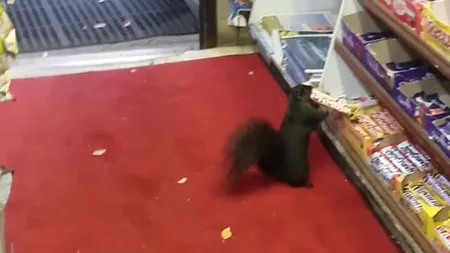 Super-amuzant, veveriţe la furat de ciocolată. Au luat peste 40 de batoane VIDEO