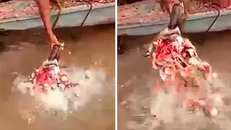 Piranha devorează un cap de taur cu o viteză nebună. Imagini incredibile VIDEO