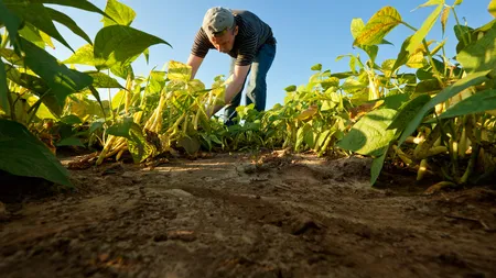 Milioane de lei, alocaţi de Guvern ca ajutor pentru agricultori