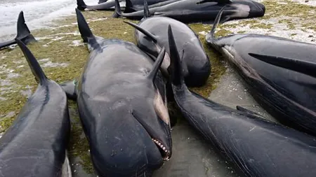 Catastrofă ecologică în Noua Zeelandă. Sute de balene au murit pe o plajă VIDEO