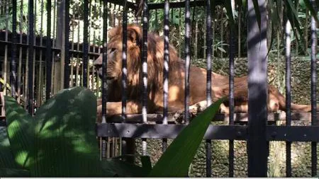 Singurul leu din Costa Rica a murit din cauza complicaţiilor renale