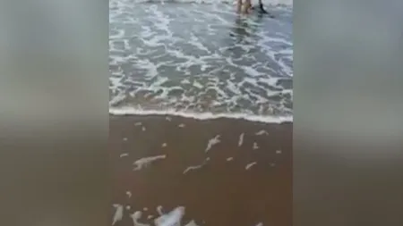 Scene emoţionante la Constanţa. Un bărbat a intrat în apa rece pentru a salva un pui de delfin VIDEO