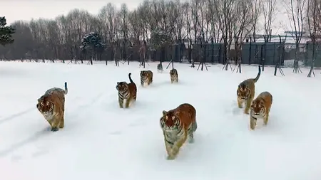 O haită de tigri doboară o dronă. Video excepţional cu atacul felinelor