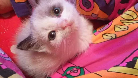 O companie din SUA a lansat un parfum inedit. Mirosul te va duce cu gândul la un animal
