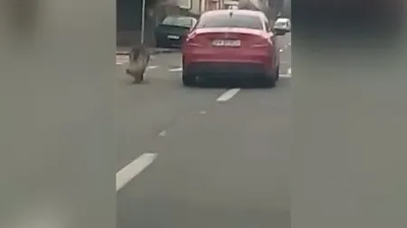 Imagini şocante, surprinse pe o stradă din Braşov. Un câine, târât de stăpâna lui pentru că nu a vrut să se urce în maşină
