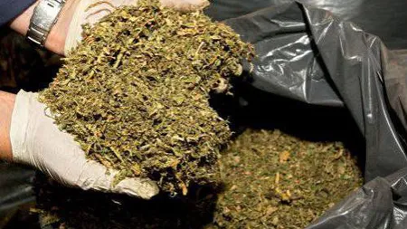 Un traficant de droguri de mare risc din Bucureşti, REŢINUT: avea acasă peste 1 kilogram de canabis