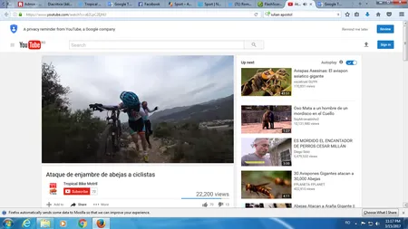 Atacul albinelor. Un grup de ciclişti a fost atacat de un roi pe munte VIDEO