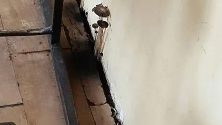 Ciuperci pe pereţi, în sala de clasă, la un liceu din Constanţa. Imagini revoltătoare, directorul a fost amendat FOTO