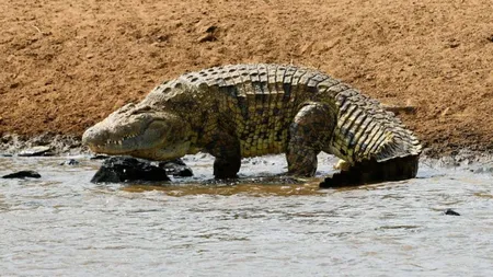 Incident şocant. Un fotbalist de 19 ani a fost ucis de un crocodil în timp ce se antrena