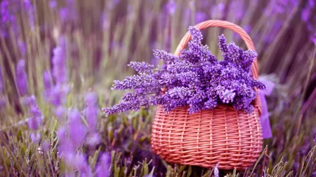 Lavanda, o cultură preferată de tot mai mulţi fermieri