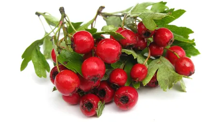 Aceste plante combat hipertensiunea