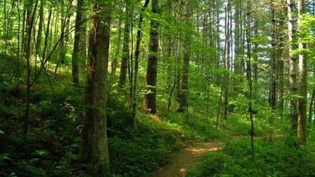 Două păduri de pe raza Parcului Naţional Cozia, propuse pentru includere în lista Patrimoniului Mondial Natural al UNESCO