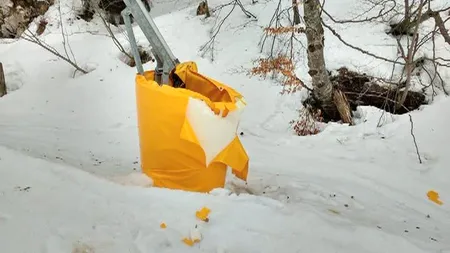 Urşii au făcut prăpăd în Poiana Braşov. Paguba se ridică la peste 6.000 de lei