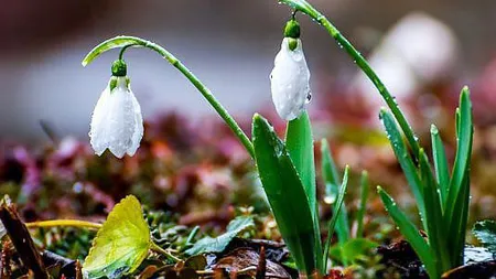 PROGNOZA METEO Vreme mai caldă decât în mod normal. În anumite zone se anunţă ploi