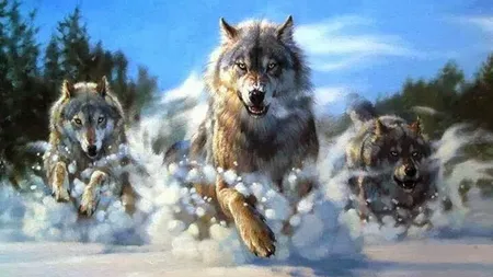 Top 5 animale spirituale. Care este animalul tău spiritual?
