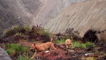 Un câine sălbatic considerat dispărut a fost redescoperit după 50 de ani