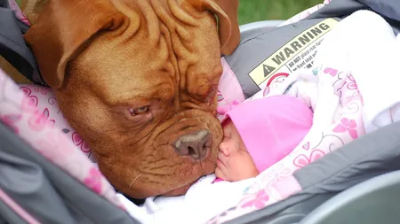 Ce au descoperit nişte părinţi după ce şi-au lăsat bebeluşul singur în preajma câinelui FOTO