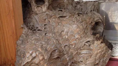 INCREDIBIL! Ce a descoperit un bărbat pe un colţ al şopronului. Structura STRANIE îţi va da fiori
